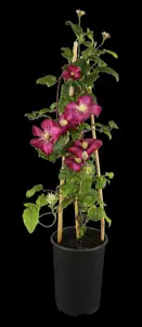 Clematis 'Ville de Lyon' - 175-200 CM C5 + 5 CANES - image 1