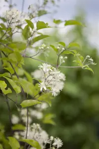 Clematis vitalba - 2 Ltr, single cane - image 2