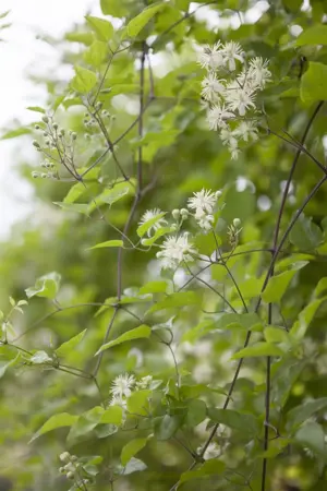 Clematis vitalba - 2 Ltr, single cane - image 3