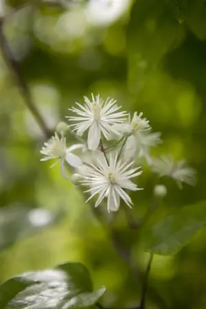 Clematis vitalba - 2 Ltr, single cane - image 4