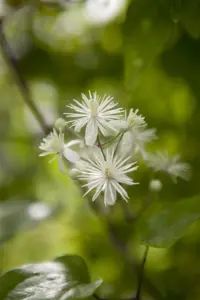Clematis vitalba - 2 Ltr, single cane - image 4