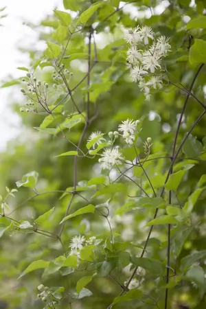 Clematis vitalba - 125-150 CM C5 - image 3