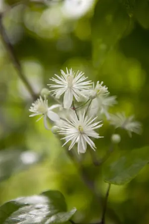 Clematis vitalba - 125-150 CM C5 - image 4