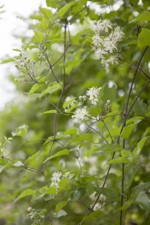 Clematis vitalba - 175-200 CM C20 3 CANES - image 3