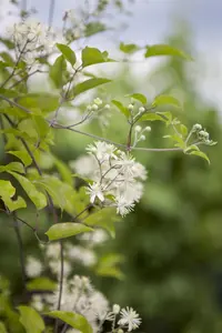Clematis vitalba - 2 Ltr pot - image 2