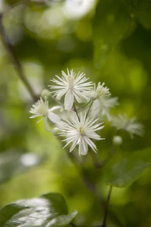 Clematis vitalba - 2 Ltr pot - image 4