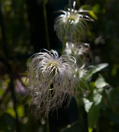 Clematis vitalba - 2 Ltr, single cane - image 1