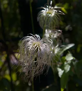 Clematis vitalba - 2 Ltr pot - image 1