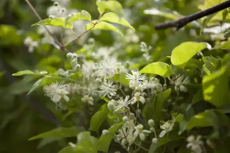 Clematis vitalba - 2 Ltr, single cane - image 5