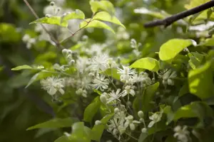 Clematis vitalba - 2 Ltr, single cane - image 5