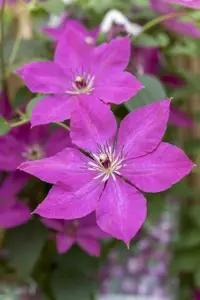 Clematis viticella - 2 Ltr, single cane - image 3