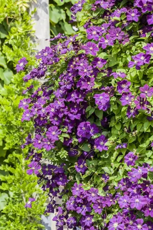 Clematis viticella - 2 Ltr, single cane - image 4