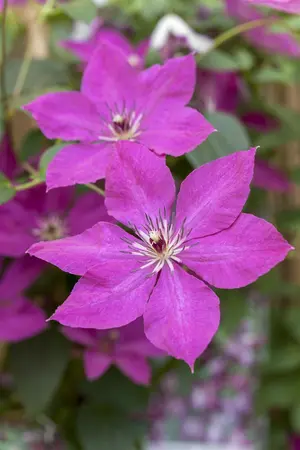 Clematis viticella - P9 - image 3