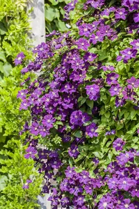 Clematis viticella - P9 - image 4