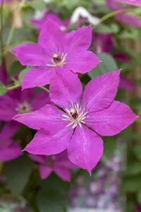 Clematis viticella - 2 Ltr, 3 canes - image 3