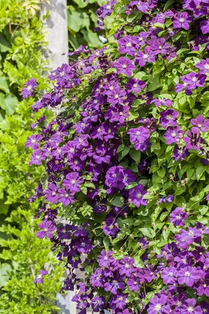 Clematis viticella - 2 Ltr, 3 canes - image 4