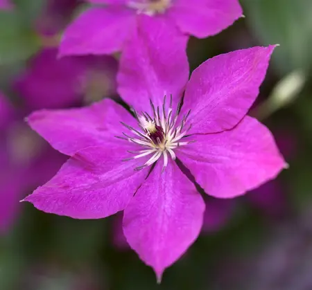 Clematis viticella - P9 - image 2