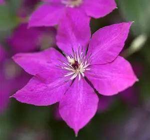 Clematis viticella - 2 Ltr, 3 canes - image 2