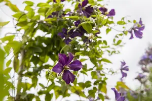Clematis viticella 'Dark Eyes'