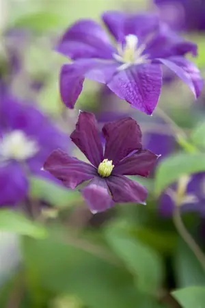 Clematis viticella 'Etoile Violette' - 2 Ltr, 4 canes - image 5