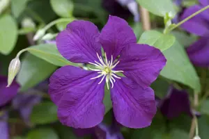Clematis viticella 'Etoile Violette' - 2 Ltr, 4 canes - image 3