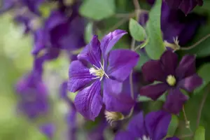 Clematis viticella 'Etoile Violette' - 2 Ltr, 4 canes - image 4