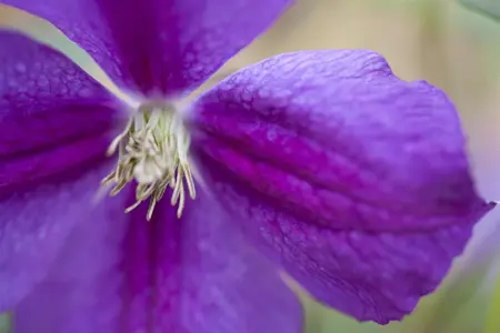 Clematis viticella 'Etoile Violette' - 80-100 CM C3 - image 2