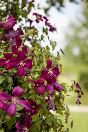 Clematis viticella 'Madame Julia Correvon' - 2 Ltr, 3 canes