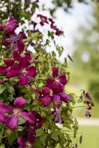 Clematis viticella 'Madame Julia Correvon'