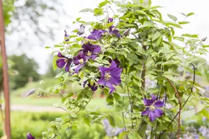 Clematis viticella 'Minuet'