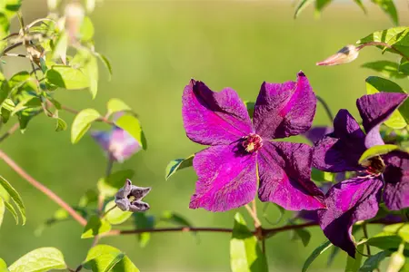 CLEMATIS viticella POLISH SPIRIT 2LD - image 4