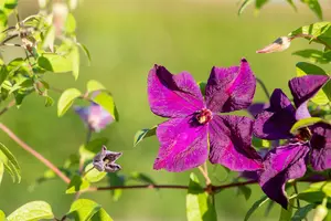 CLEMATIS viticella POLISH SPIRIT 2LD - image 4