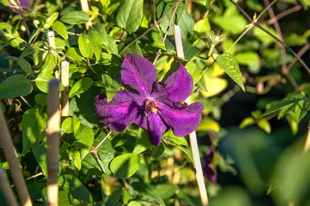 CLEMATIS viticella POLISH SPIRIT 2LD - image 5
