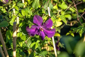 CLEMATIS viticella POLISH SPIRIT 2LD - image 5