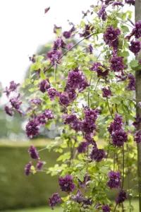 Clematis viticella 'Purp. Plena Elegans'