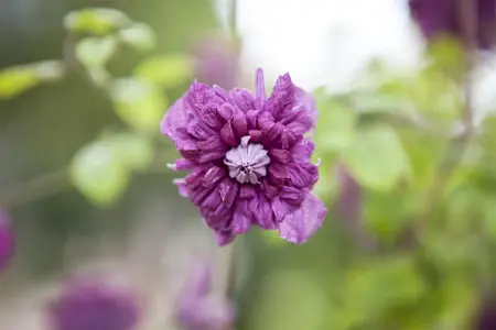 Clematis viticella 'Purp. Plena Elegans' - 2 Ltr, single cane - image 2