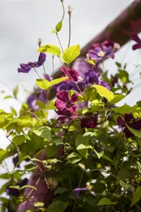 Clematis viticella 'Rubra'