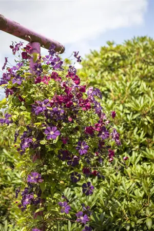 Clematis viticella 'Rubra' - 2 Ltr, 4 canes - image 2