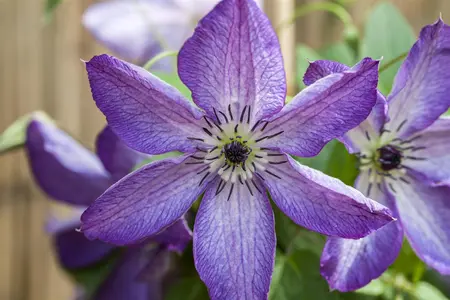 Clematis viticella 'Venosa Violacea' - 2 Ltr, single cane - image 1