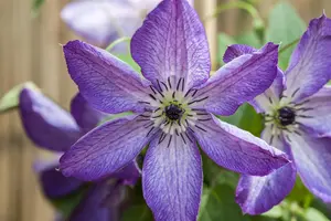 Clematis viticella 'Venosa Violacea'