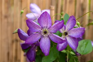 Clematis viticella 'Venosa Violacea' - 2 Ltr, single cane - image 2