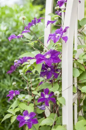 Clematis 'Warszawska Nike' - 80-100 CM C3 - image 2