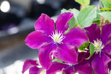 Clematis 'Warszawska Nike' - 2 Ltr, 3 canes - image 4