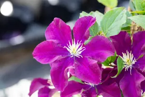 Clematis 'Warszawska Nike' - 80-100 CM C3 - image 4