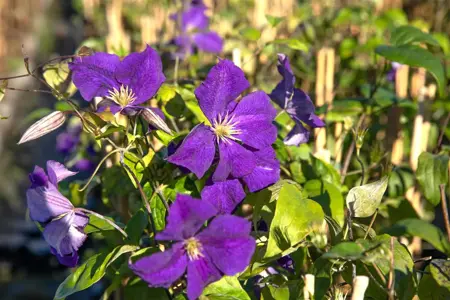 Clematis 'Warszawska Nike' - 80-100 CM C3 - image 5