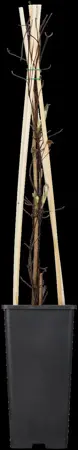 Clematis 'Warszawska Nike' - 2 Ltr, single cane - image 3