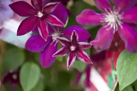 Clematis 'Westerplatte' - 80-100 CM C3 - image 3