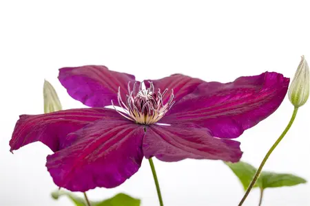 CLEMATIS WESTERPLATTE 2LD - image 4