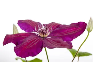 CLEMATIS WESTERPLATTE 2LD - image 4