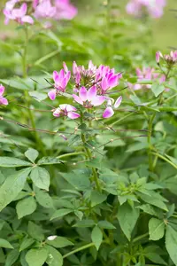 Cleome 'Clio Magenta' - 2 Ltr pot - image 2
